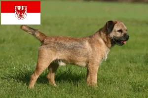 Přečtete si více ze článku Chovatelé border teriérů a štěňat v Brandenburgu