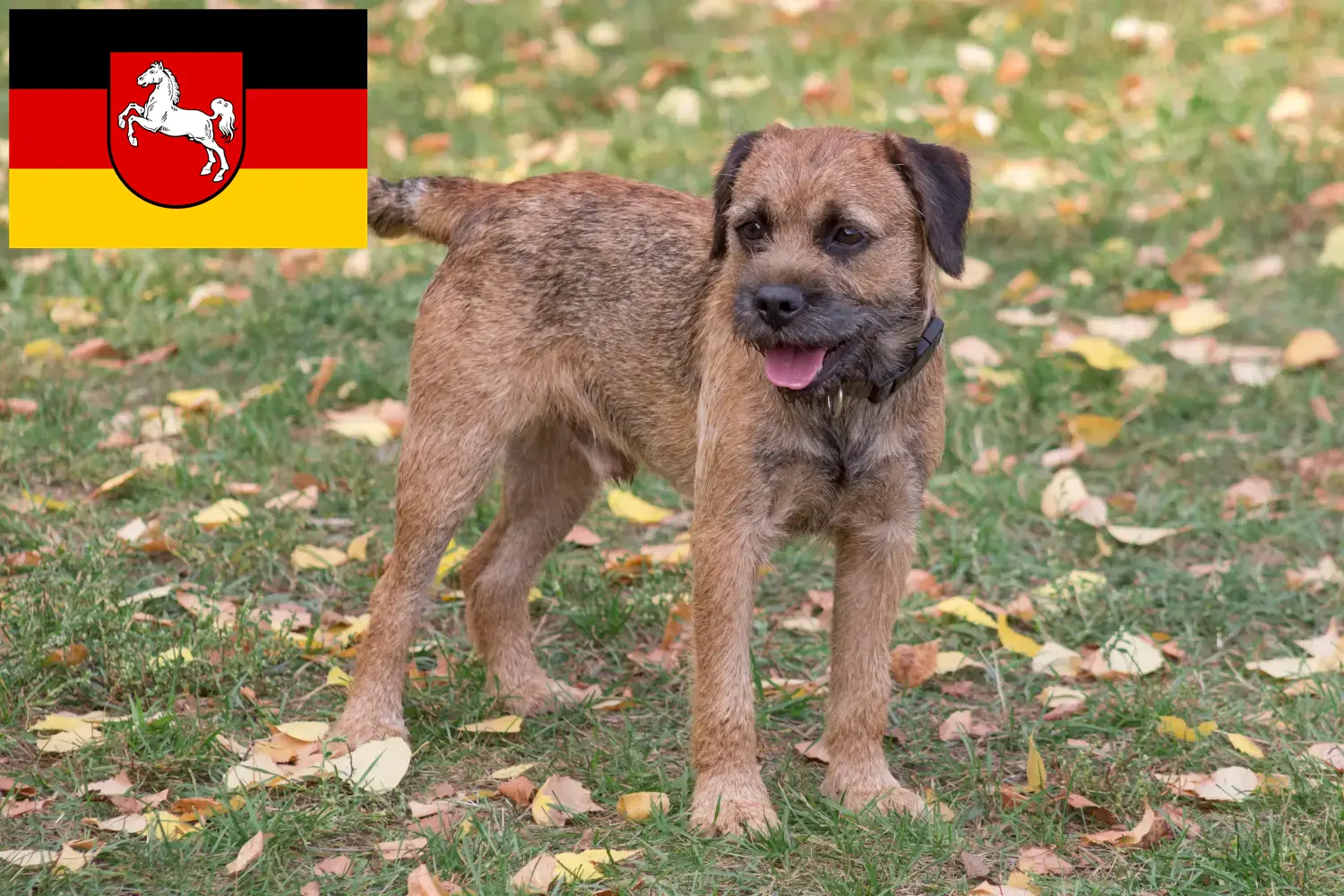 Přečtete si více ze článku Chovatelé border teriérů a štěňat v Dolním Sasku