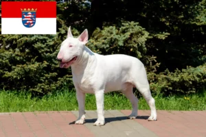 Přečtete si více ze článku Chovatelé bulteriérů a štěňat v Hesensku