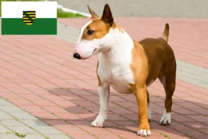 Přečtete si více ze článku Chovatelé bulteriérů a štěňat v Sasku