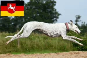Přečtete si více ze článku Chovatelé chrtů a štěňat v Dolním Sasku