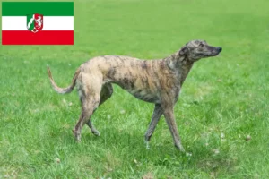 Přečtete si více ze článku Chovatelé chrtů a štěňat v Severním Porýní-Vestfálsku