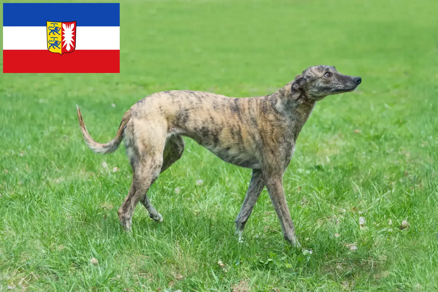 Štěňata chrtů a chovatelé Šlesvicko-Holštýnsko Zde najdete chovatele chrtů ve Šlesvicku-Holštýnsku.