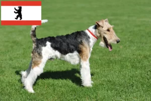 Přečtete si více ze článku Chovatelé foxteriérů a štěňat v Berlíně