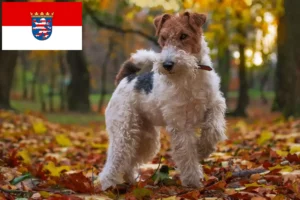Přečtete si více ze článku Chovatelé foxteriérů a štěňat v Hesensku