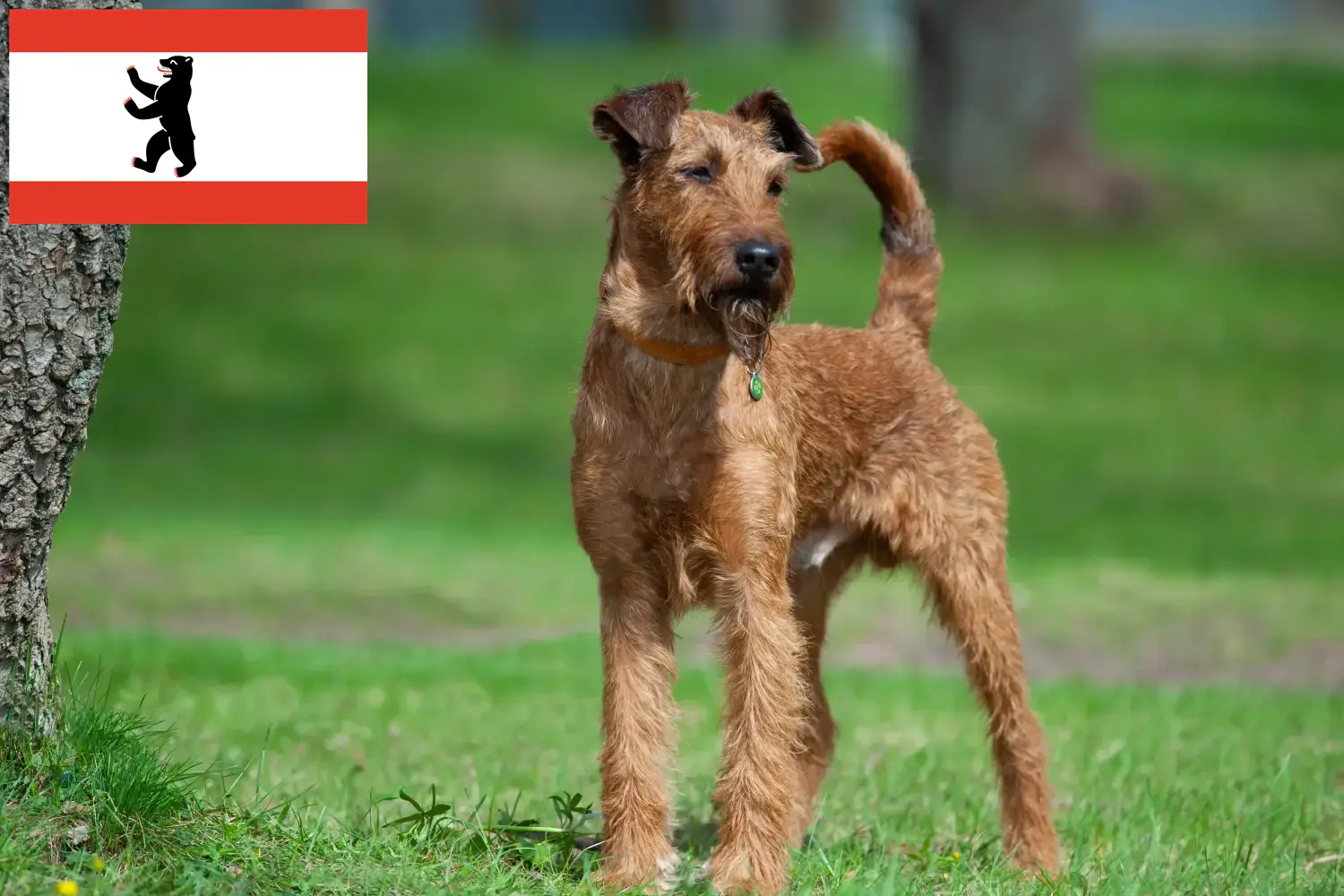 Štěňata a chovatelé irských teriérů Berlín Zde najdete chovatele irských teriérů v Berlíně.
