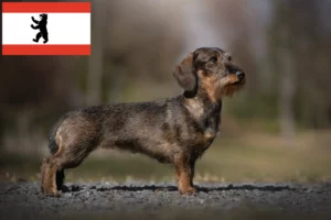 Přečtete si více ze článku Chovatelé jezevčíků a štěňat v Berlíně