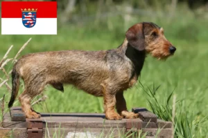 Přečtete si více ze článku Chovatelé jezevčíků a štěňat v Hesensku