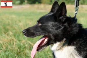 Přečtete si více ze článku Chovatel karelských medvědích psů a štěňat v Berlíně