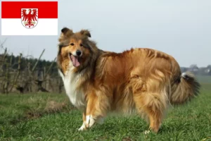 Přečtete si více ze článku Chovatelé kolií a štěňat v Brandenburgu