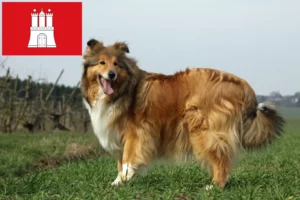 Přečtete si více ze článku Chovatelé kolií a štěňat v Hamburku