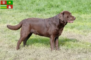 Přečtete si více ze článku Chovatelé labradorů a štěňat v Plzni