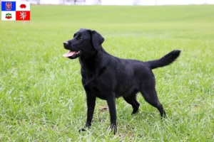 Přečtete si více ze článku Chovatelé labradorů a štěňat na Vysočině