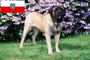 Přečtete si více ze článku Chovatelé mastifů a štěňat v Durynsku