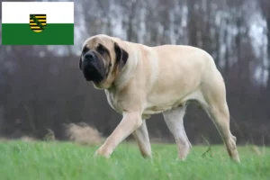 Přečtete si více ze článku Chovatelé mastifů a štěňat v Sasku