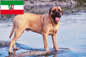 Přečtete si více ze článku Chovatelé mastifů a štěňat v Severním Porýní-Vestfálsku