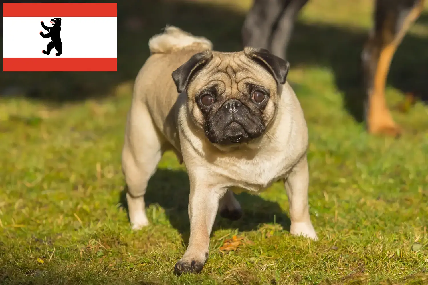Přečtete si více ze článku Chovatelé mopsů a štěňat v Berlíně