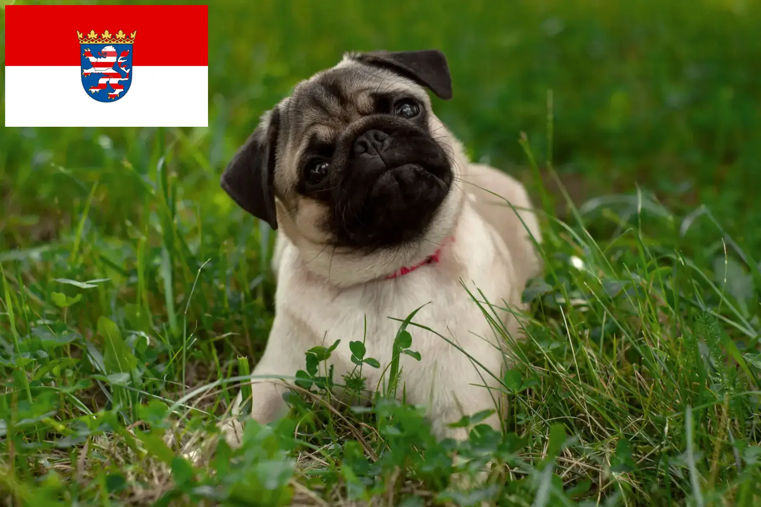 Přečtete si více ze článku Chovatelé mopsů a štěňat v Hesensku
