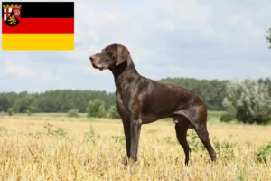 Přečtete si více ze článku Chovatelé německých krátkosrstých ohařů a štěňat v Porýní-Falci