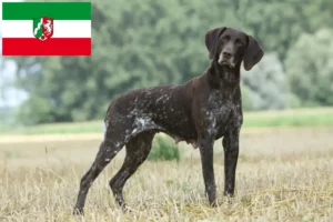 Přečtete si více ze článku Chovatelé německých krátkosrstých ohařů a štěňat v Severním Porýní-Vestfálsku