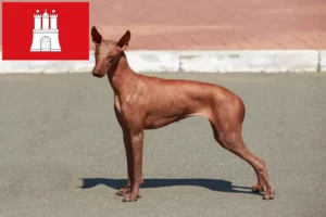 Přečtete si více ze článku Chovatel peruánských naháčů a štěňat v Hamburku