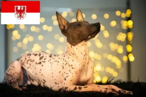 Přečtete si více ze článku Chovatel peruánských naháčů a štěňat v Brandenburgu