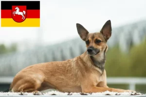 Přečtete si více ze článku Chovatel peruánských naháčů a štěňat v Dolním Sasku
