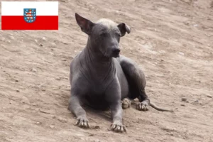 Přečtete si více ze článku Chovatel peruánských naháčů a štěňat v Durynsku