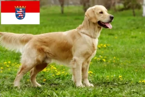 Přečtete si více ze článku Chovatelé zlatých retrívrů a štěňat v Hesensku