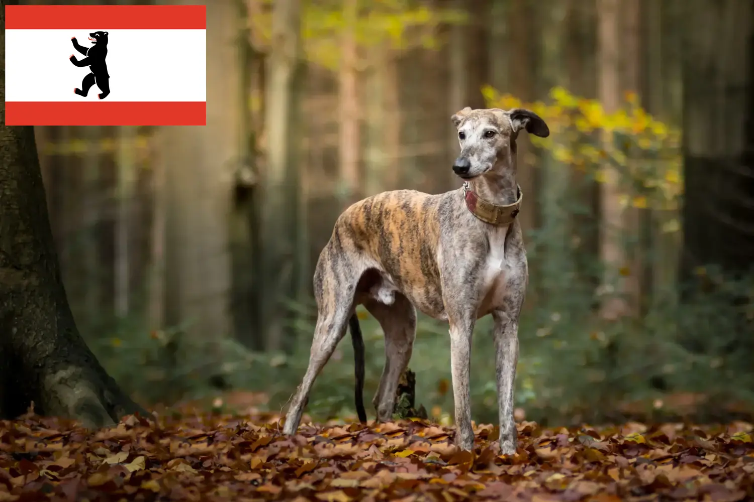 Štěňata chrtů a chovatelé Berlín Zde najdete chovatele chrtů v Berlíně.