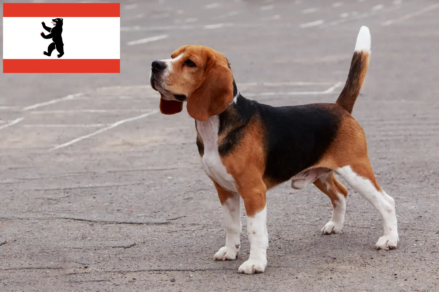 Štěňata bígla a chovatelé Berlín Zde najdete chovatele bíglů v Berlíně.
