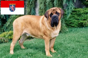 Přečtete si více ze článku Chovatelé mastifů a štěňat v Hesensku