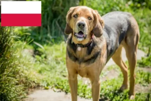 Přečtete si více ze článku Chovatelé polských brakýřů a štěňat v Polsku