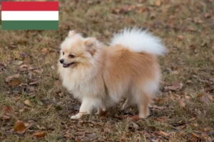 Přečtete si více ze článku Chovatelé špiců a štěňat v Maďarsku