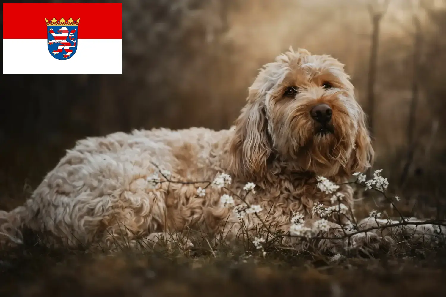 Přečtete si více ze článku Chovatelé a štěňata vydry v Hesensku
