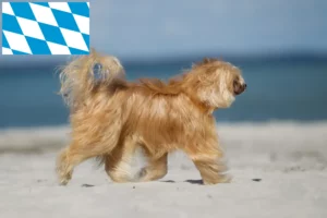 Přečtete si více ze článku Chovatelé čínských chocholatých psů a štěňat v Bavorsku