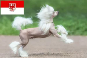Přečtete si více ze článku Chovatelé čínských chocholatých psů a štěňat v Brandenburgu