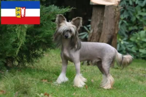 Přečtete si více ze článku Chovatelé čínských chocholatých psů a štěňat ve Šlesvicku-Holštýnsku