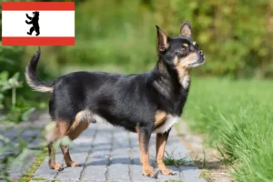 Přečtete si více ze článku Chovatelé čivav a štěňat v Berlíně