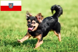 Přečtete si více ze článku Chovatelé čivav a štěňat v Durynsku