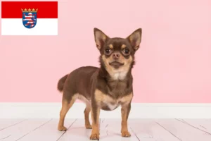 Přečtete si více ze článku Chovatelé čivav a štěňat v Hesensku