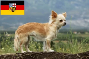 Přečtete si více ze článku Chovatelé čivav a štěňat v Sársku