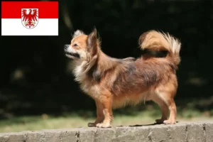 Přečtete si více ze článku Chovatelé čivav a štěňat v Brandenburgu