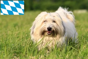 Přečtete si více ze článku Chovatelé a štěňata Coton de Tuléar v Bavorsku