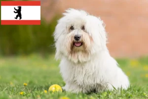 Přečtete si více ze článku Chovatelé a štěňata Coton de Tuléar v Berlíně