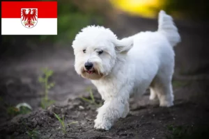 Přečtete si více ze článku Chovatelé a štěňata Coton de Tuléar v Brandenburgu