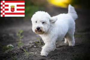 Přečtete si více ze článku Chovatelé a štěňata Coton de Tuléar v Brémách