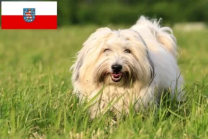 Přečtete si více ze článku Chovatelé a štěňata Coton de Tuléar v Durynsku