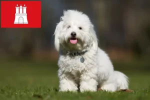 Přečtete si více ze článku Chovatelé a štěňata Coton de Tuléar v Hamburku