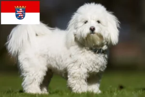 Přečtete si více ze článku Chovatelé a štěňata Coton de Tuléar v Hesensku